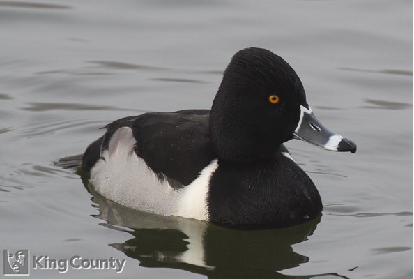 Photo of Aythya collaris